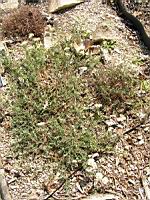 Helianthemum apenninum subsp Apenninum (fam Cistacees) (Europe sud et sud-ouest) (1) (Photo F. Mrugala)